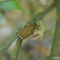 Luisia tenuifolia Blume